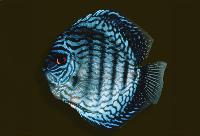 Symphysodon sp. "striped turquoise-royal blue"