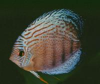 Symphysodon sp. "red spotted-red spotted green"