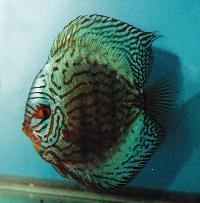 Symphysodon sp. "striped turquoise-striped blue turquoise"