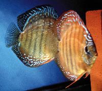 Symphysodon sp. "övriga-red"