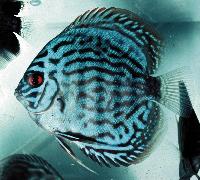 Symphysodon sp. "striped turquoise-striped blue" ungfisk