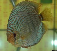 Symphysodon sp. "striped turquoise"