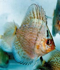 Symphysodon sp. "striped turquoise-blue turquoise" (yngel)