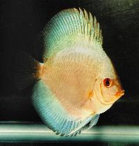 Symphysodon sp. "solid turquoise-blue diamond" yngel.