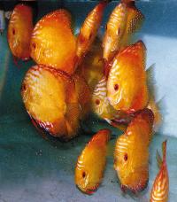 Symphysodon sp. "pigeon blood-golden sunrise"