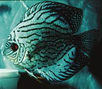 Symphysodon sp. "striped turquoise" yngel