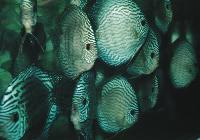 Symphysodon sp. "striped turquoise" yngel