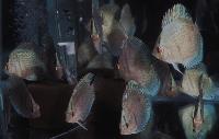 Symphysodon sp. "striped turquoise" 5 månader