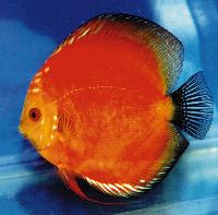 Symphysodon sp. "red-marlboro red"
