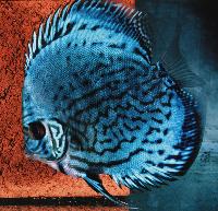 Symphysodon sp. "striped turquoise-striped blue"