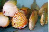 Symphysodon sp. "pigeon blood-golden sunrise"