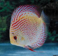 Symphysodon sp. "övriga-red diamond"