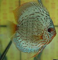 Symphysodon sp. "striped turquoise"