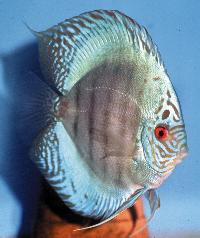 Symphysodon sp. "solid turquoise-solid blue turquoise"