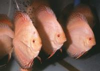 Symphysodon sp. "pigeon blood-golden"