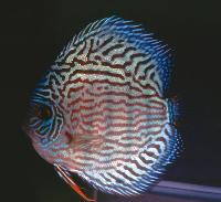 Symphysodon sp. "red turquoise"