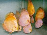 Symphysodon sp. "pigeon blood-golden"