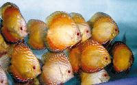 Symphysodon sp. "pigeon blood-golden"