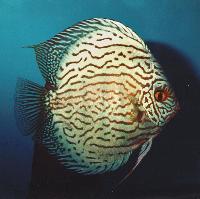 Symphysodon sp. "red turquoise-cobalt red turquoise"