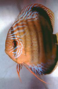 Symphysodon sp. "övriga-brown green hybrid"