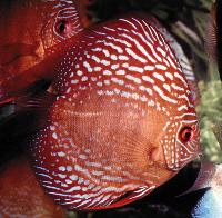 Symphysodon sp. "övriga-red turquoise"