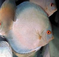 Symphysodon sp. "solid turquoise-blue diamond"