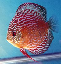 Symphysodon sp. "övriga-red"