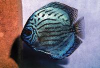 Symphysodon sp. "striped turquoise-Wattley"