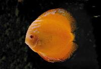 Symphysodon sp. "pigeon blood-golden"