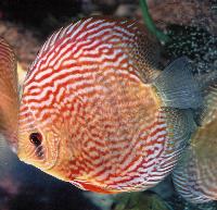 Symphysodon sp. "red spotted-red spotted green (burgundy red)"