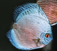Symphysodon sp. "solid turquoise-solid blue"