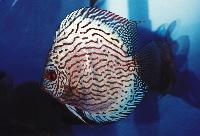Symphysodon sp. "red turquoise-cobalt red turquoise"