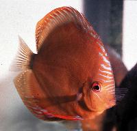 Symphysodon sp. "övriga-red"