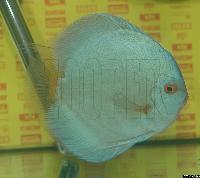 Symphysodon sp. "solid turquoise"
