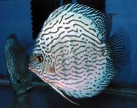Symphysodon sp. "red turquoise"