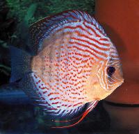 Symphysodon sp. "red spotted-red spotted green (sunset red spot)"