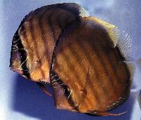 Symphysodon aequifasciatus axelrodi "brown"