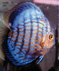 Symphysodon sp. "red turquoise"