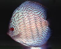 Symphysodon sp. "red turquoise"