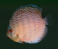 Symphysodon sp. "red spotted-red spotted green"