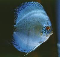 Symphysodon sp. "solid turquoise-solid blue"