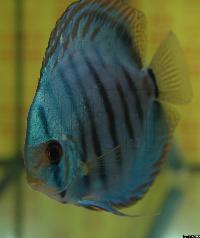 Symphysodon sp. "solid turquoise"