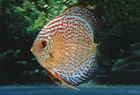 Symphysodon sp. "red spotted-red spotted green"