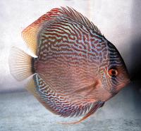 Symphysodon sp. "snakeskin-red snakeskin"