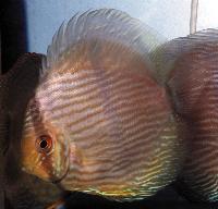 Symphysodon discus  "heckel"
