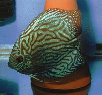 Symphysodon sp. "striped turquoise-striped red"