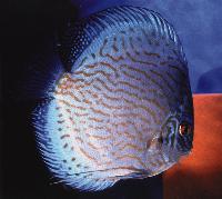 Symphysodon sp. "striped turquoise"