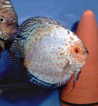 Symphysodon sp. "pigeon blood"