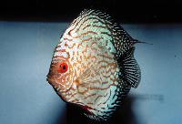 Symphysodon sp. "pigeon blood-panda"