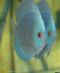 Symphysodon sp. "solid turquoise"